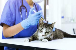 gato em exame mesa do veterinário clínica. veterinário Cuidado. veterinario médico e gato. foto