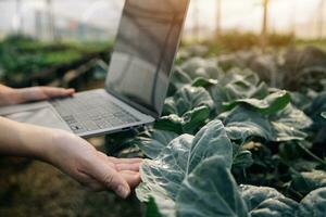 ásia mulher agricultor usando digital tábua dentro vegetal jardim às estufa, o negócio agricultura tecnologia conceito, qualidade inteligente agricultor. foto