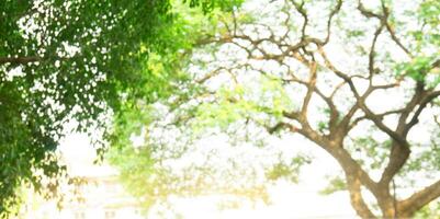 borrado lindo natureza fundo embaçado do folha bokeh floresta. jardim e parque com luz solar, usar para fundo com perspectiva foto