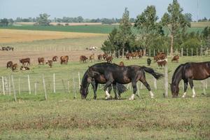 cavalos na fazenda foto