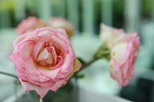 natural Rosa rosas flor dentro vaso carrinhos em mesa dentro uma cafeteria para fundo foto
