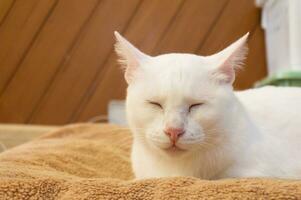 dormindo branco gato perfeito Sonhe. gato deitado em chão foto