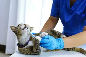 gato em exame mesa do veterinário clínica. veterinário Cuidado. veterinario médico e gato. foto