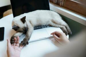 mulher trabalhando a partir de casa com gato. gato adormecido em a computador portátil teclado. assistente gato trabalhando às computador portátil foto