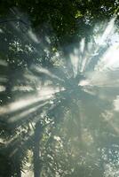 raios solares dentro a floresta foto