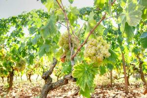 linhas do uvas foto