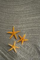 estrela do mar na areia foto