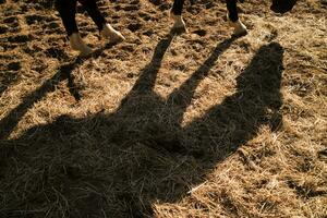 sombra projetado de uma cavalo foto