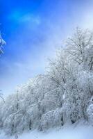 Nevado floresta em uma ensolarado dia foto