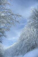 Nevado floresta em uma ensolarado dia foto