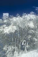 coberto de neve floresta em uma ensolarado dia foto