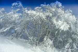 coberto de neve floresta em uma ensolarado dia foto