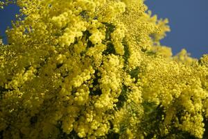 a amarelo flor do mimosa foto