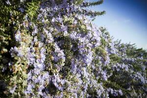 a alecrim plantar dentro flor foto