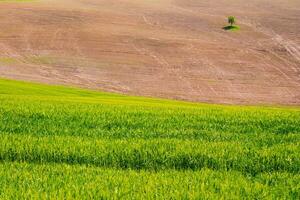 a toscana campo foto