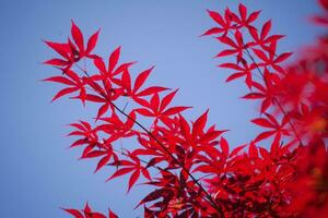 a folhas do vermelho bordo foto