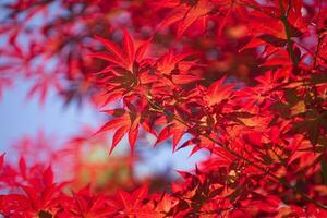 a folhas do vermelho bordo foto