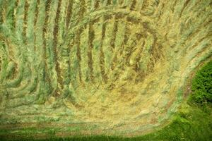 seco a feno dentro a aberto campo foto