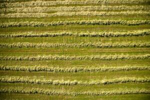 seco a feno dentro a aberto campo foto