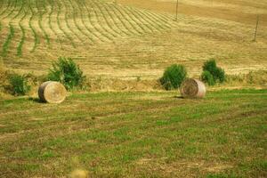 feno colheita dentro Toscana foto