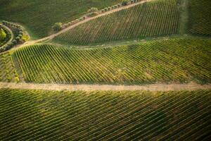 Toscana a cultivo do uvas foto