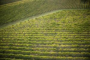 Toscana a cultivo do uvas foto