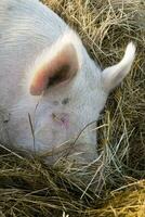 a descansar do uma porco dentro a Palha cama foto