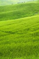 Toscana Visão do verde trigo Campos dentro Primavera foto