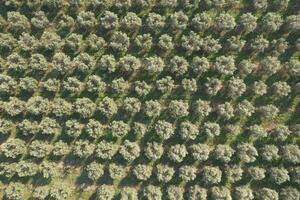 aéreo Visão do uma terra plantado com Oliva árvores foto