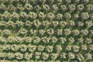 aéreo Visão do uma terra plantado com Oliva árvores foto