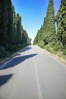 a forrado de cipreste Avenida conduzindo para bolgheri Itália foto