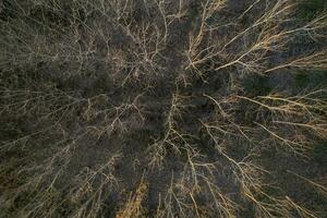 aéreo Visão do uma floresta com nu árvores dentro a inverno estação foto
