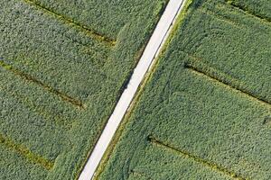 aéreo Visão do uma campo dedicada para soja cultivo foto