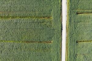 aéreo Visão do uma campo dedicada para soja cultivo foto