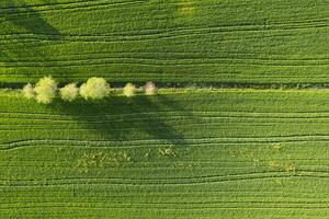 aéreo Visão do uma trigo campo dentro Primavera foto