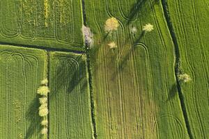 aéreo Visão do uma trigo campo dentro Primavera foto