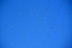 rebanho do gaivotas dentro azul céu foto