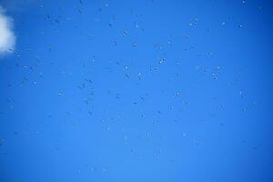 rebanho do gaivotas dentro azul céu foto