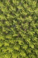 aéreo fotográfico tiro do uma álamo floresta dentro Primavera foto