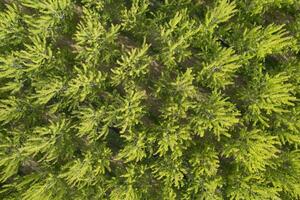 aéreo fotográfico tiro do uma álamo floresta dentro Primavera foto