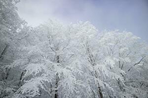 floresta depois de uma queda de neve dentro a manhã foto