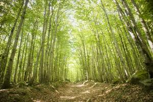 montanha caminho debaixo a faia floresta foto