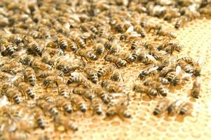 abelha urticária para querida Produção foto