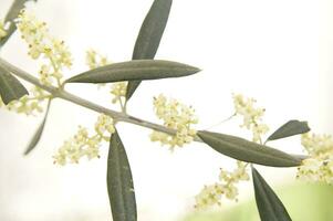 a flor do a Oliva árvore dentro Primavera foto