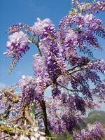 uma roxa flor é suspensão a partir de uma árvore foto