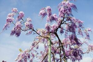 uma roxa flor é suspensão a partir de uma árvore foto