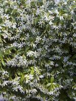 uma arbusto com branco flores e verde folhas foto