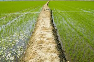 arroz Campos dentro Vercelli Itália foto