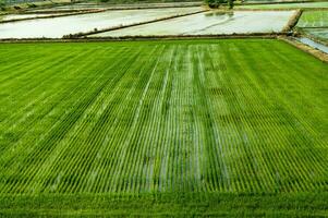 arroz Campos dentro Vercelli Itália foto