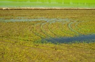 arroz Campos dentro Vercelli Itália foto